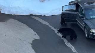 Bears Break Into Car