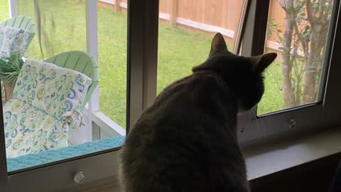 Pet Door Confuses Cat