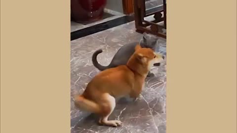 Funny Dog And Cat Video That Makes You Can't Stop Laughing 🤣😅 - Best Funny Animal Videos 2024