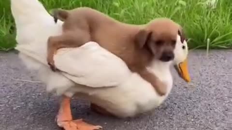 Very cute puppy riding a duck