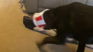 Playful Puppy Runs Around With KFC Bucket on His Head