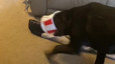 Playful Puppy Runs Around With KFC Bucket on His Head