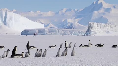 Emperor Penguin Colony at Cape Roget. There're massive icebergs over 200ft tall near the colony.