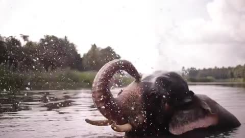 ELEPHANT PLAYING WITH WATER, हाथी पानी से खेलते हुये