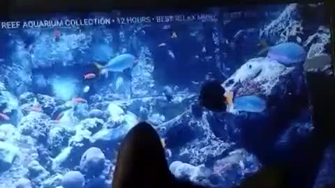 Cat fascinated with aquarium