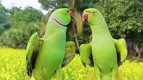 Parrot 🦜 funny video