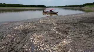 Drought in Brazil's Amazon kills hundreds of fish