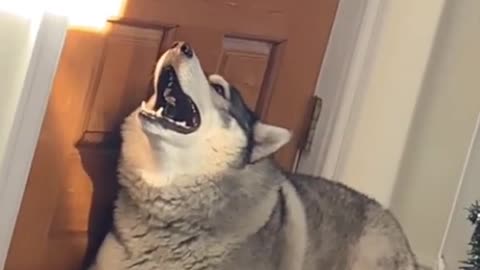 Shouting Husky, Husky not is Coming slow😂😂