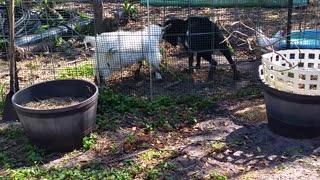 Silly Goats Eating