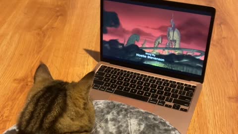 Cat takes over her owners laptop to watch her favorite show.