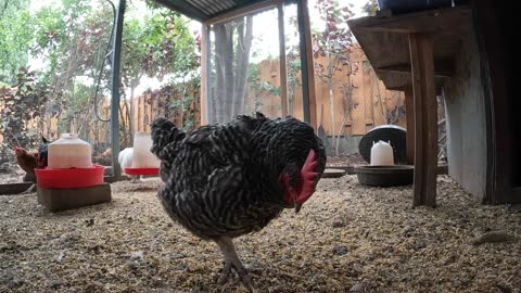 Backyard Chickens Activity Video Sounds Noises Hens Roosters!