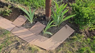 Easy Weed Control - Cheap - Do it yourself