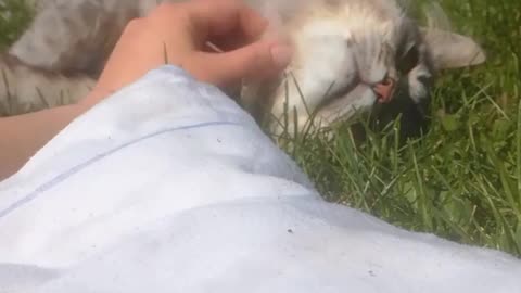 Fluffy cat in sun