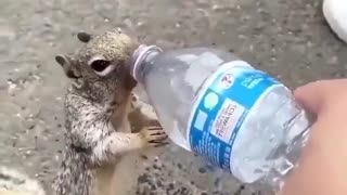 Give water to animals in summer