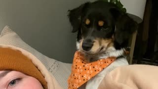 Puppy Becomes Sassy After Rejected Kiss