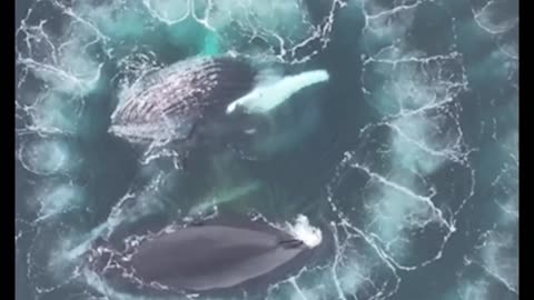 Humpback whales form Fibonacci spiral