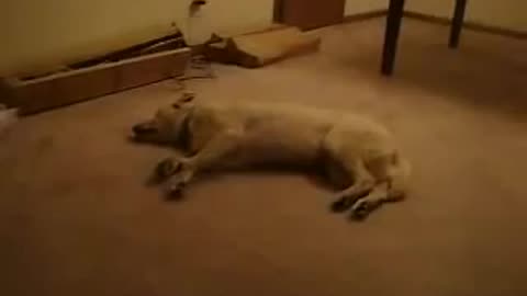 Dog running while asleep