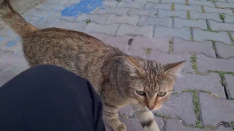 Cute Tabby Cat climbs into my lap and meows asking for Food