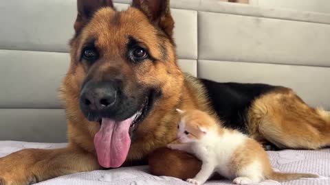 German Shepherd is confused by the Meowing of a tiny kitten.