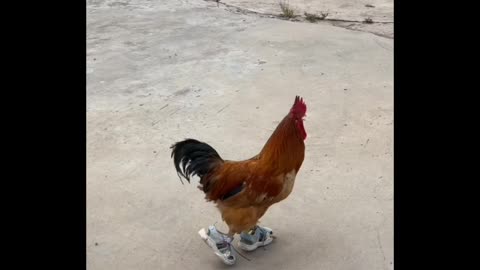 Funny chicken wearing shouz