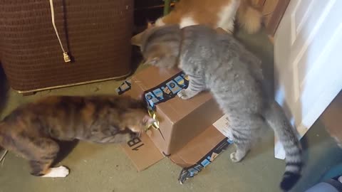 Cats Vs. Holes - Cutest Kitties On Rumble!