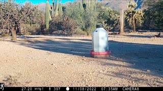Trail Camera Video 20221231