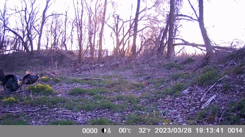 Trail Camera: Turkeys 🦃