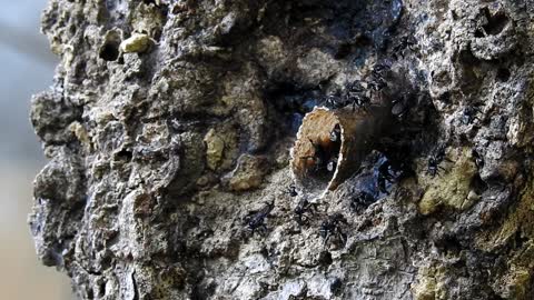 Beautiful Stingless Bees