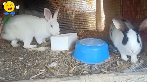 Beautiful Rabbits Couple, 🐰🐇 Bunny and Hunny live together in the beautiful family ❤️💖