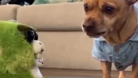 Cute dog gets angry xD 🤣😍👀 #shorts