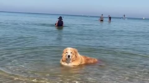 dog taking a dip at the beach!