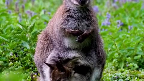 Beautiful Kangaroo with cute Baby 🦘🦘🦘