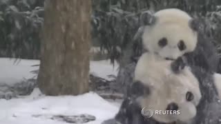 Panda Bao Bao enjoys first snowfall