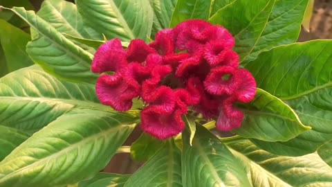 Pink Celosia Cristata Crested Cockscomb, Edible Flowering Heirloom Plant