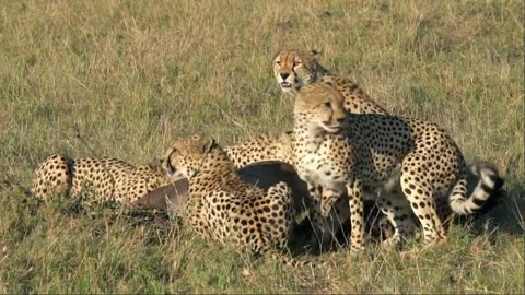 Cheetah hunting animals