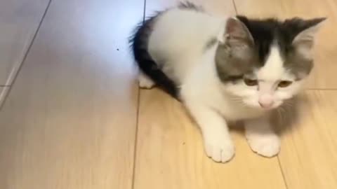 Cute baby kittens funny movements #cats #cat #funny #animals