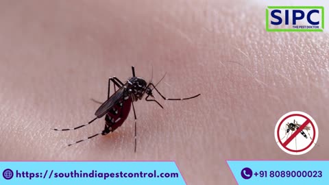 Mosquito Control Delhi
