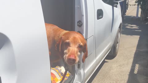 van life with dogs