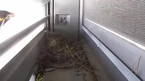 Video showing Mother Bird's great love for her child 🤪😍