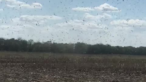 Little Tornado Whips Through Cornstalks