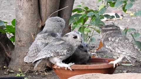 Indian Scops Owl Family