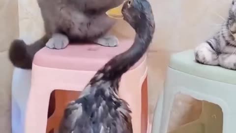 Cat And Duck Funny