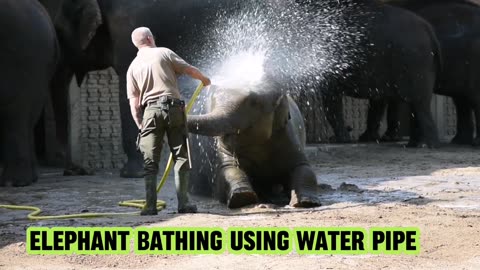 Elephant Bathing Using Water Pipe