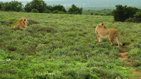 Roaring Majesty: Witness the Power and Beauty of Tigers