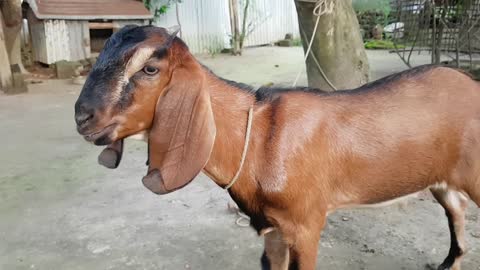 My Cute Red Goat Real Sound Loudly _ Goat Screaming Loudly At Our Home