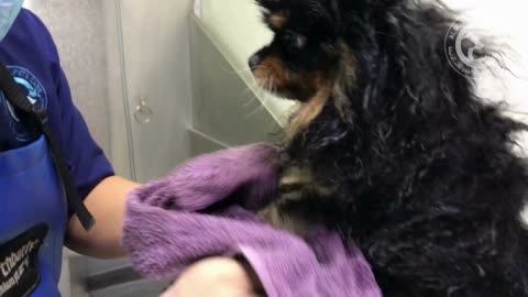 Watch this Puppy's First Shower Experience - Adorable Moment