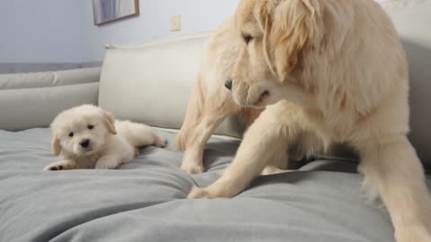 Golden Retriever Puppy Expresses Love to Brother