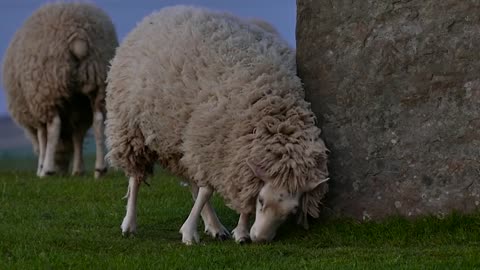 sheep scratching on rocks