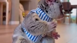 Best Funny Animal Videos of the year (2023)