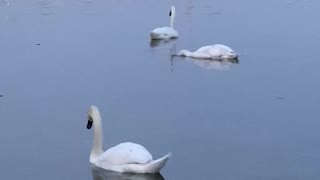 Swans on Lake Ontario